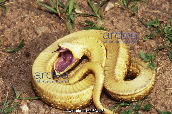 : Eastern Hognose Snake : Eastern Hognose Snake