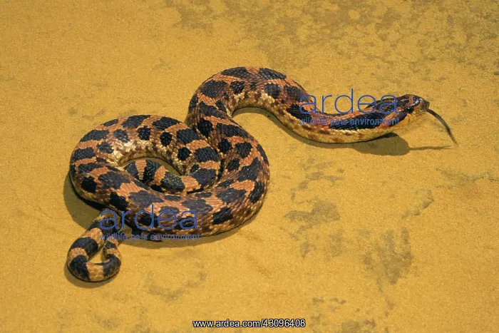 : Eastern Hognose Snake : Eastern Hognose Snake