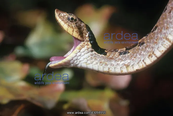 : Eastern Hognose Snake : Eastern Hognose Snake