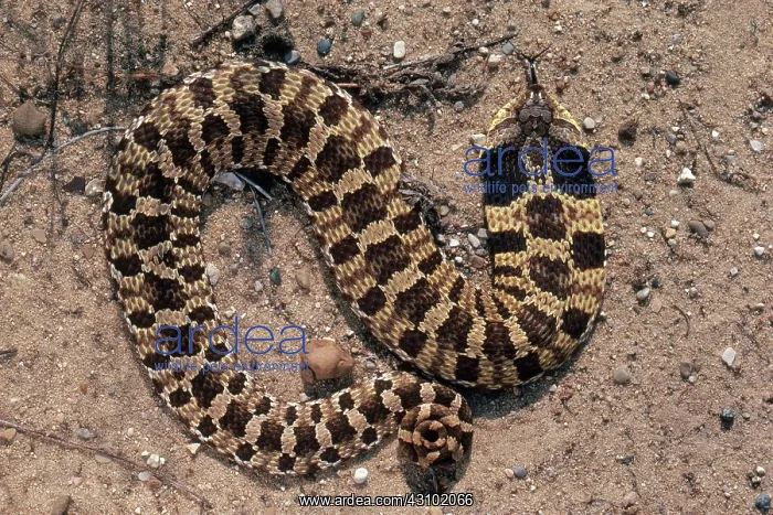 : Eastern Hognose Snake : Eastern Hognose Snake