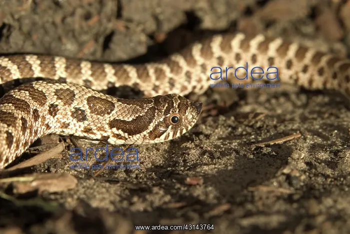 : Eastern Hognose Snake : Eastern Hognose Snake