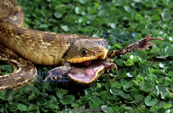 : Eastern Hognose Snake Feeding, Heterodon : Eastern Hognose Snake Feeding, Heterodon