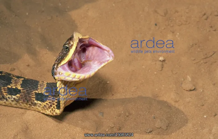 : Eastern Hognose Snake Gaping : Eastern Hognose Snake Gaping