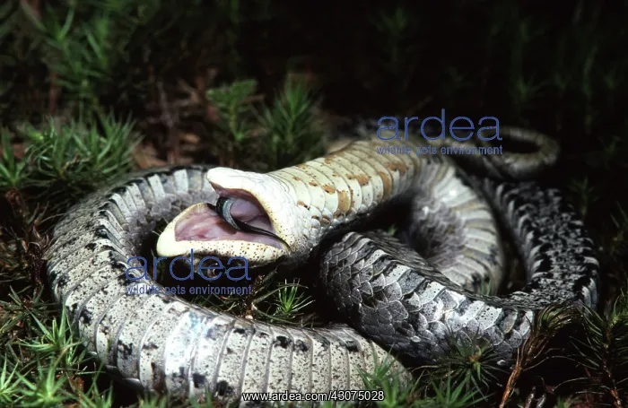 : Eastern Hognose Snake Playing Dead : Eastern Hognose Snake Playing Dead