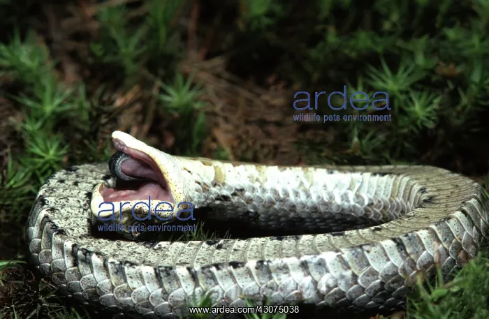 : Eastern Hognose Snake Playing Dead : Eastern Hognose Snake Playing Dead