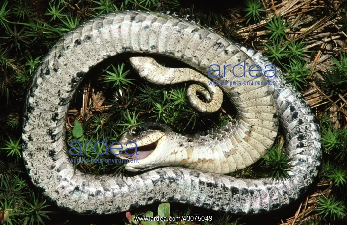 : Eastern Hognose Snake Playing Dead : Eastern Hognose Snake Playing Dead