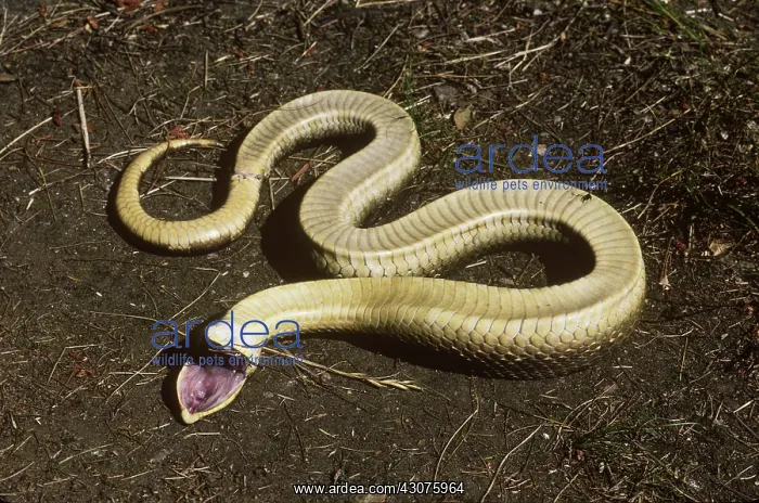 : Eastern Hognose Snake playing dead : Eastern Hognose Snake playing dead
