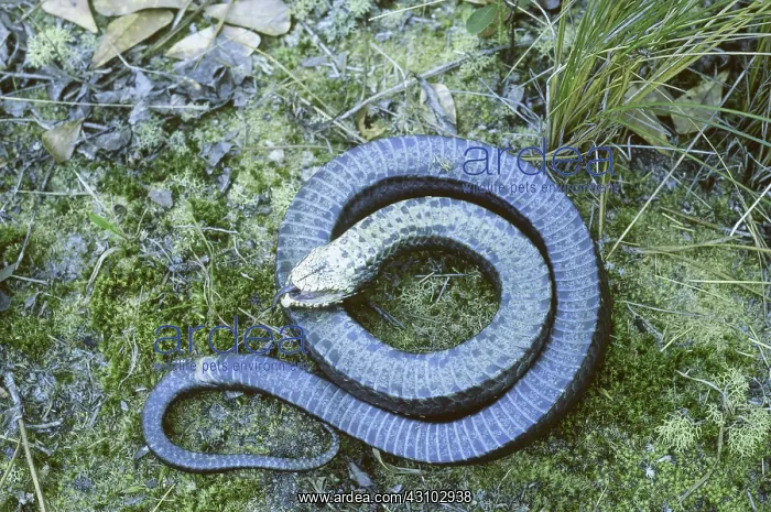 : Eastern Hognose Snake playing dead : Eastern Hognose Snake playing dead
