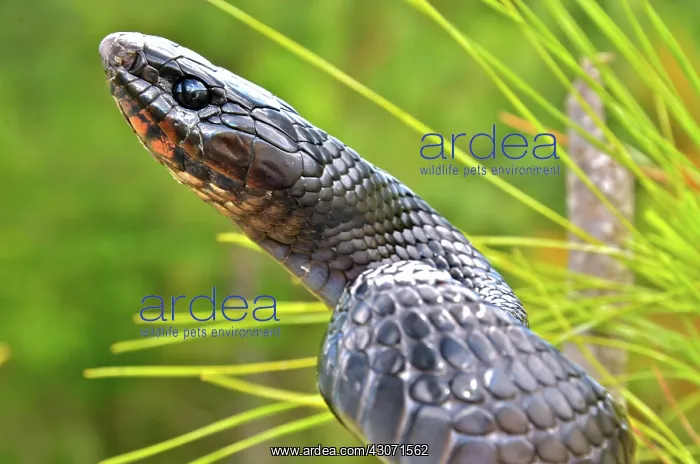  : Eastern Indigo Snake