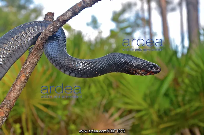 : Eastern Indigo Snake : Eastern Indigo Snake