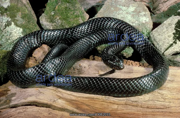  : Eastern Indigo Snake