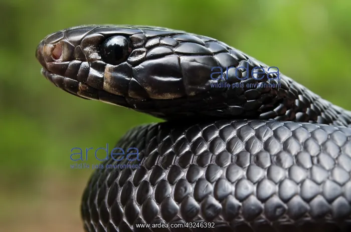 : Eastern Indigo Snake (Drymarchon couperi) : Eastern Indigo Snake (Drymarchon couperi)