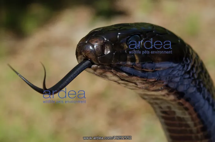 : Eastern Indigo Snake (Drymarchon couperi) : Eastern Indigo Snake (Drymarchon couperi)
