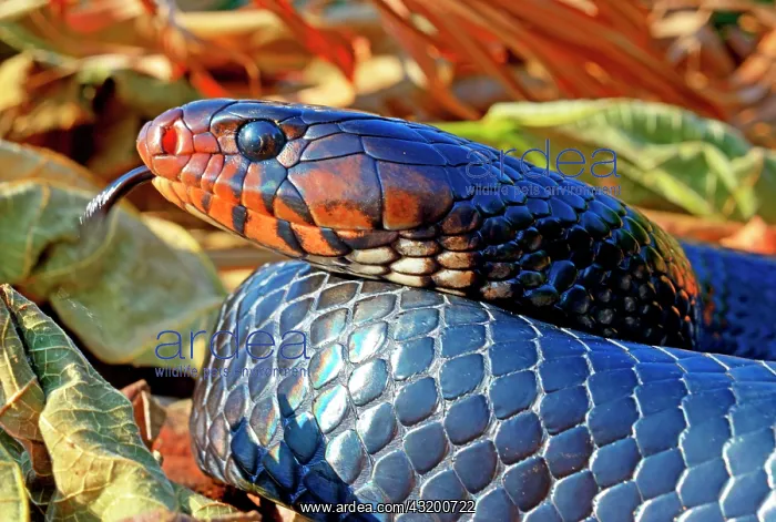 : Eastern indigo snake (Drymarchon couperi), animal : Eastern indigo snake (Drymarchon couperi), animal