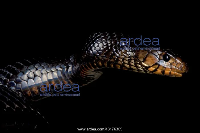 : Eastern indigo snake (Drymarchon couperi), United : Eastern indigo snake (Drymarchon couperi), United