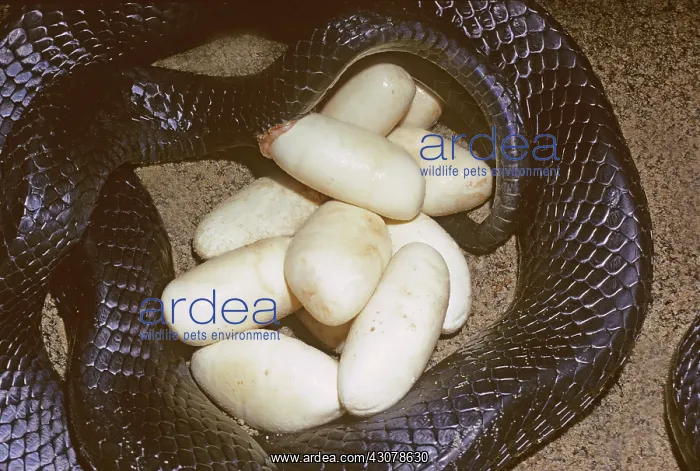 : Eastern Indigo Snake with Eggs : Eastern Indigo Snake with Eggs