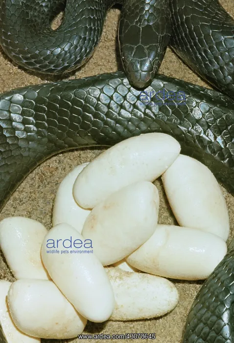 : Eastern Indigo Snake with Eggs : Eastern Indigo Snake with Eggs