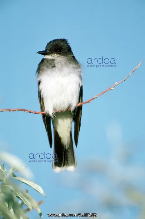 : Eastern Kingbird : Eastern Kingbird