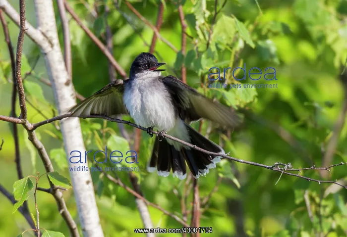 : Eastern Kingbird : Eastern Kingbird