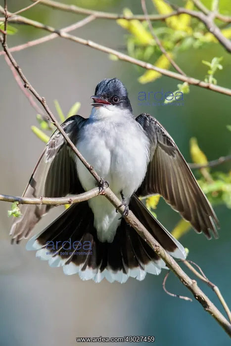 : Eastern Kingbird : Eastern Kingbird