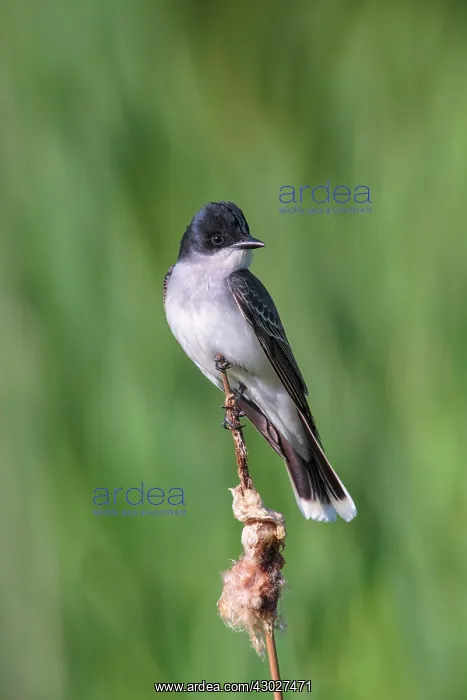 : Eastern Kingbird : Eastern Kingbird