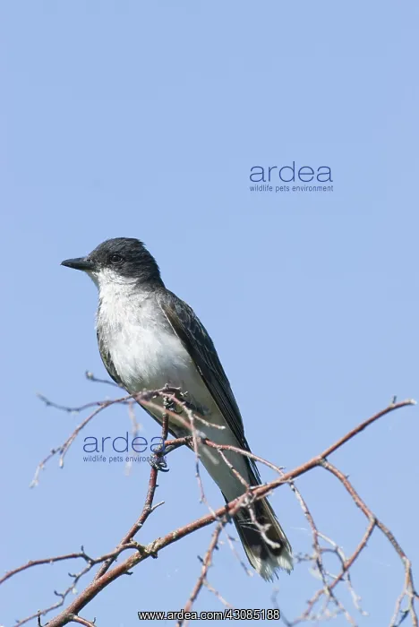 : Eastern Kingbird : Eastern Kingbird