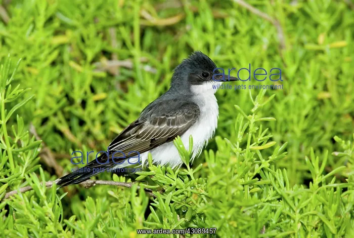 : Eastern Kingbird : Eastern Kingbird