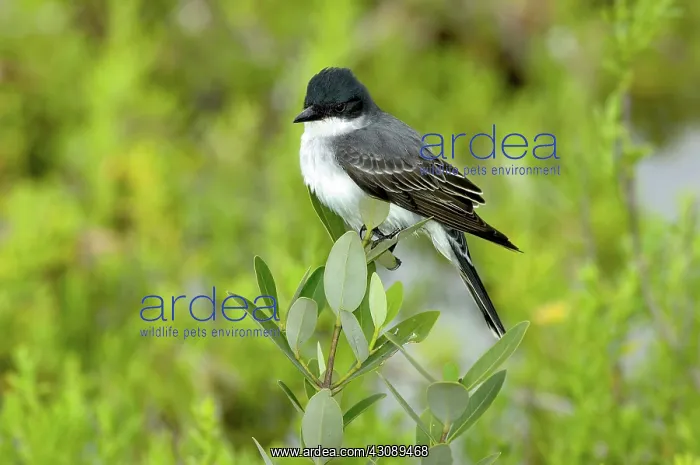 : Eastern Kingbird : Eastern Kingbird