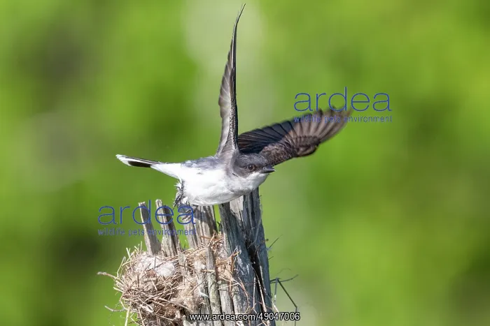  : EASTERN KINGBIRD