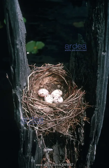 : Eastern Kingbird Nest : Eastern Kingbird Nest