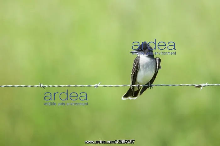 : Eastern Kingbird - perched on wire : Eastern Kingbird - perched on wire
