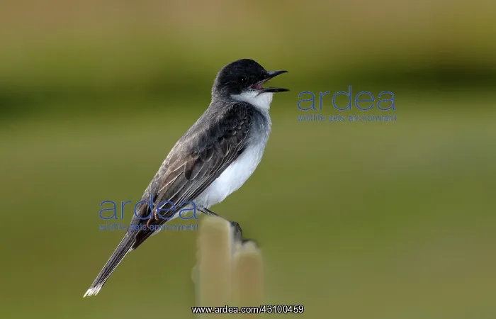 : Eastern Kingbird Singing : Eastern Kingbird Singing