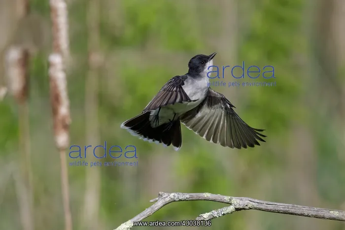 : Eastern Kingbird Tyrannus tyrannus on territory in shur : Eastern Kingbird Tyrannus tyrannus on territory in shur
