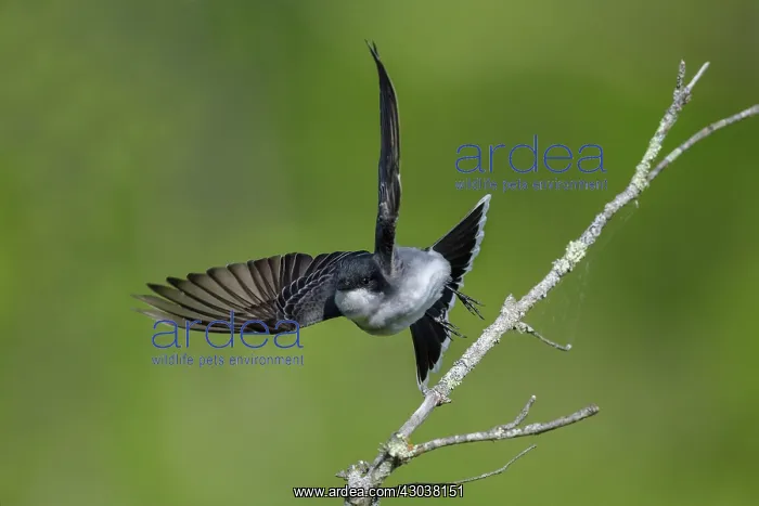 : Eastern Kingbird Tyrannus tyrannus on territory in shur : Eastern Kingbird Tyrannus tyrannus on territory in shur