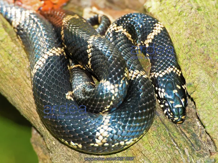 : Eastern Kingsnake : Eastern Kingsnake