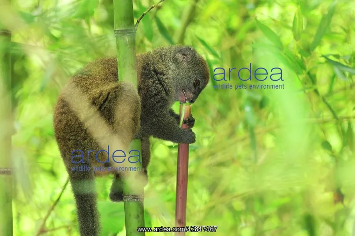 : Eastern Lesser Bamboo Lemur - eating bamboo : Eastern Lesser Bamboo Lemur - eating bamboo