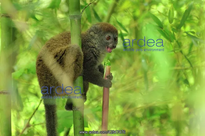 : Eastern Lesser Bamboo Lemur - eating bamboo : Eastern Lesser Bamboo Lemur - eating bamboo