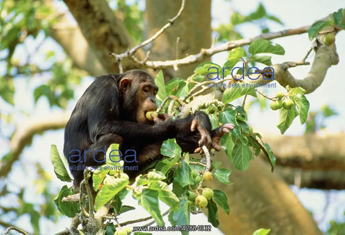  : Eastern  /  Long-haired Chimpanzee