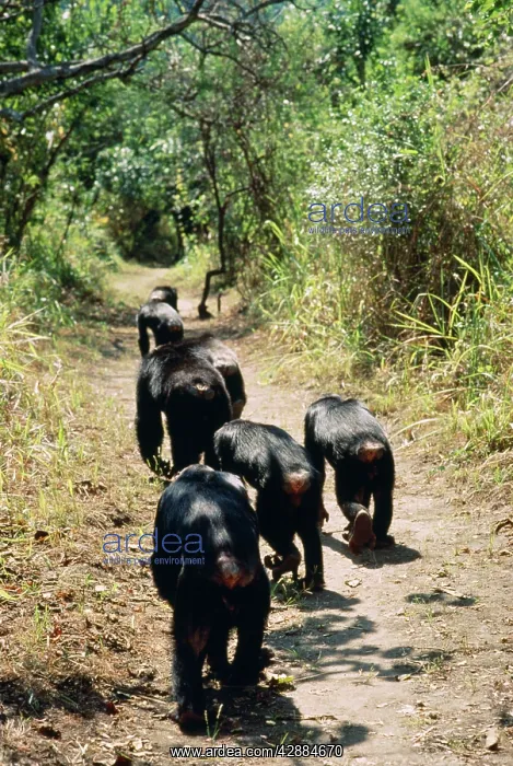  : Eastern Long-haired Chimpanzee