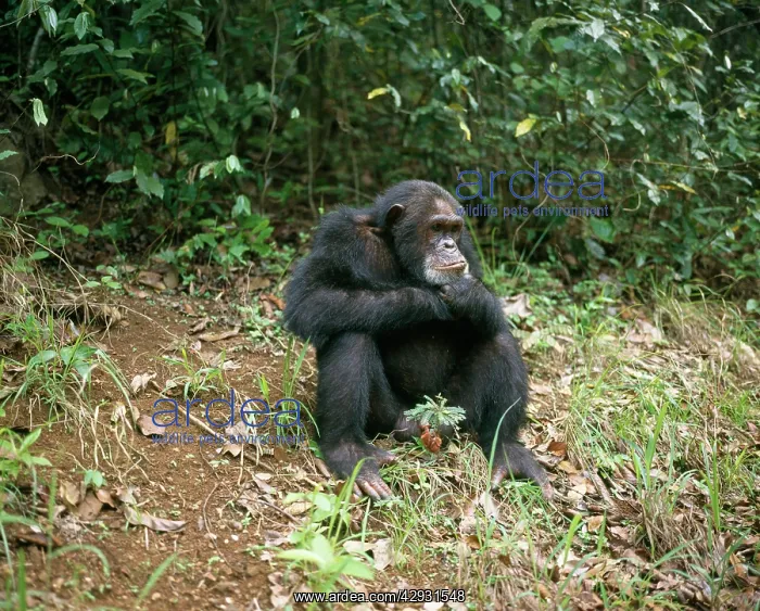  : Eastern  /  Long-haired Chimpanzee