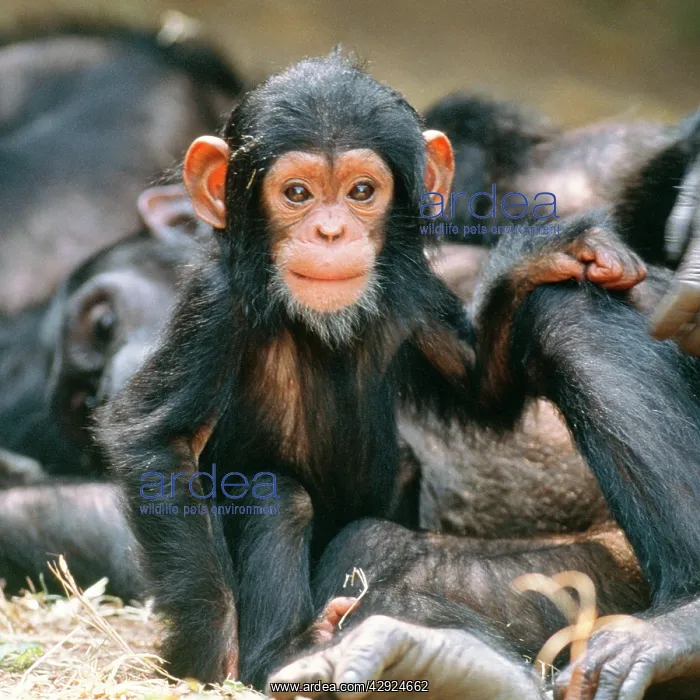  : Eastern Long-haired CHIMPANZEE baby
