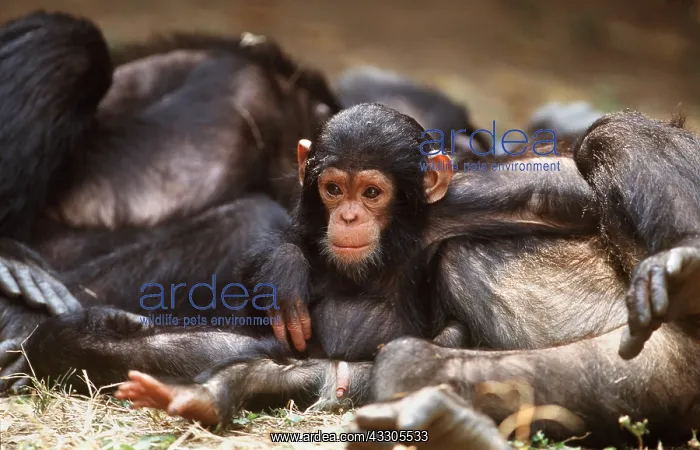  : Eastern long-haired CHIMPANZEE - Infant with resting group
