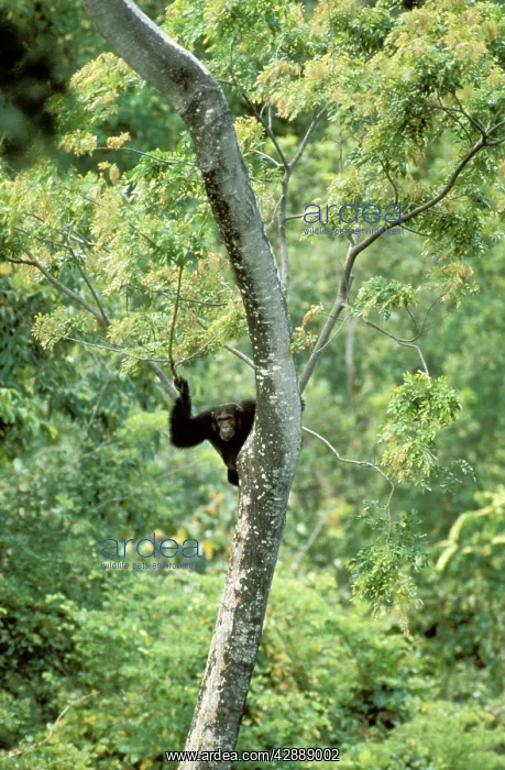  : Eastern  /  Long-haired Chimpanzee - lookout