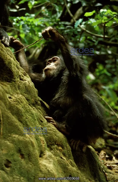 : Eastern (Long-haired) chimpanzee (Pan troglodytes