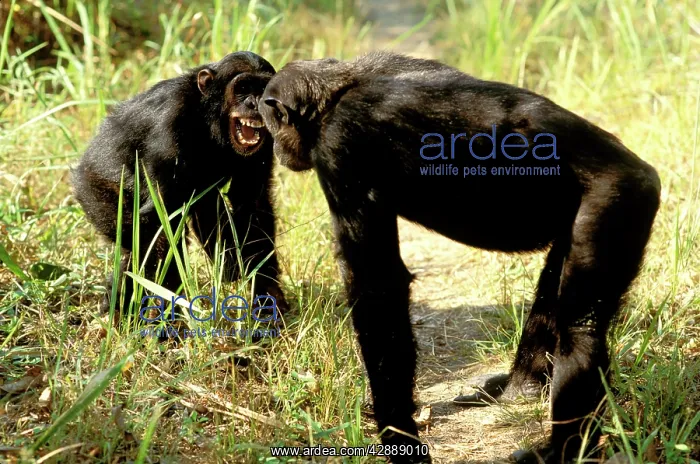  : Eastern  /  Long-haired Chimpanzee - showing aggression