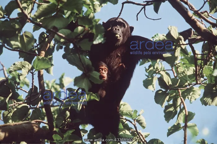  : Eastern Long-haired Chimpanzee - in tree