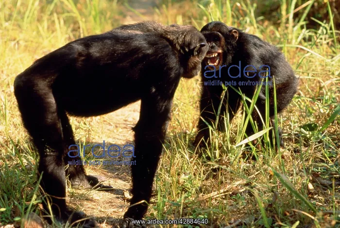  : Eastern Long-haired Chimpanzee - x two communicating