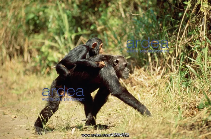 : Eastern Long-haired Chimpanzee - with young on back