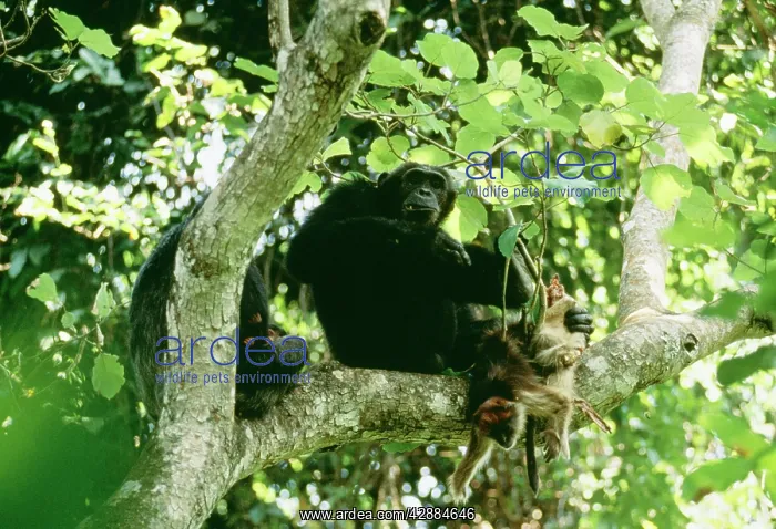  : Eastern Longhaired Chimpanzee - Eating Red Colobus Monkey