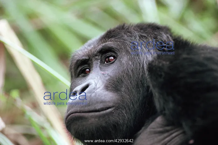 : Eastern Lowland GORILLA - close-up of face : Eastern Lowland GORILLA - close-up of face
